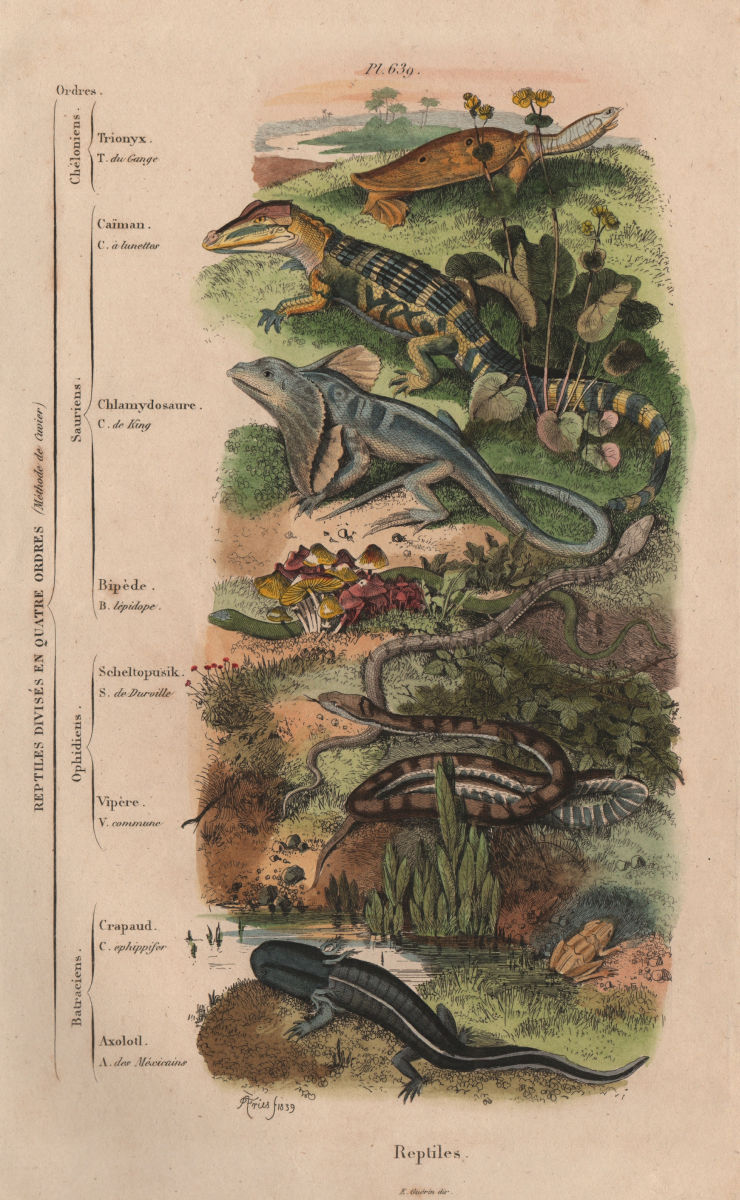 REPTILE CLASSIFICATION. 4 orders. Mèthode de Cuvier 1833 old antique print
